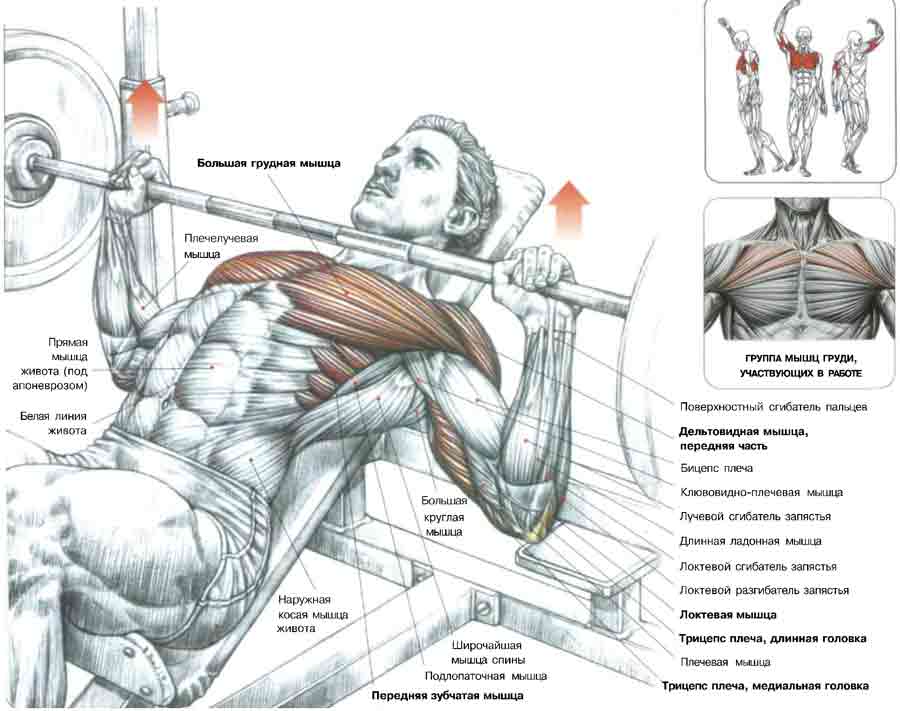 Как накачать грудные мышцы