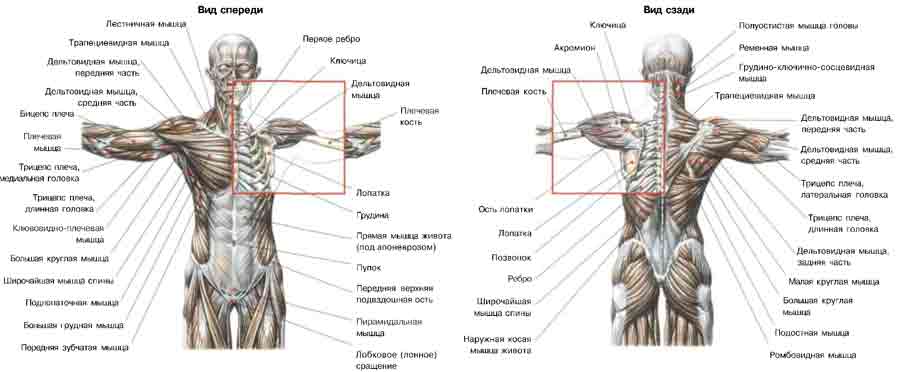 Строение мышц плечевого пояса